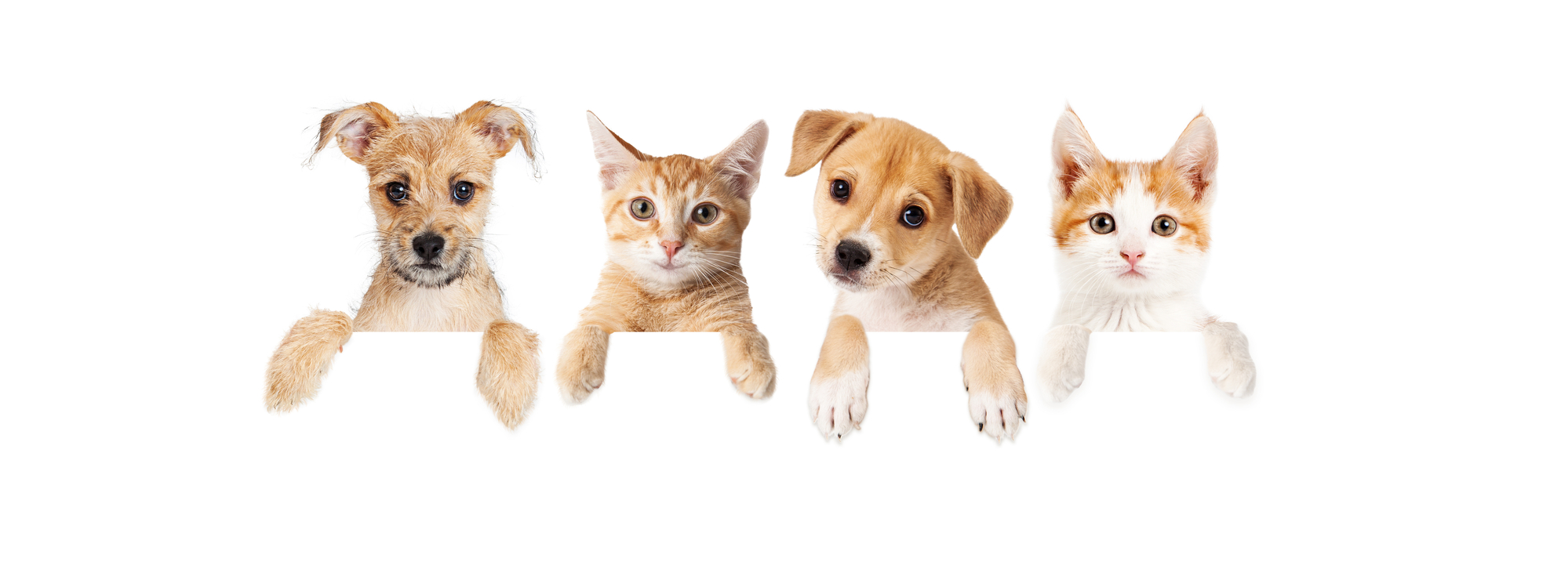 Cute dog and cat banner