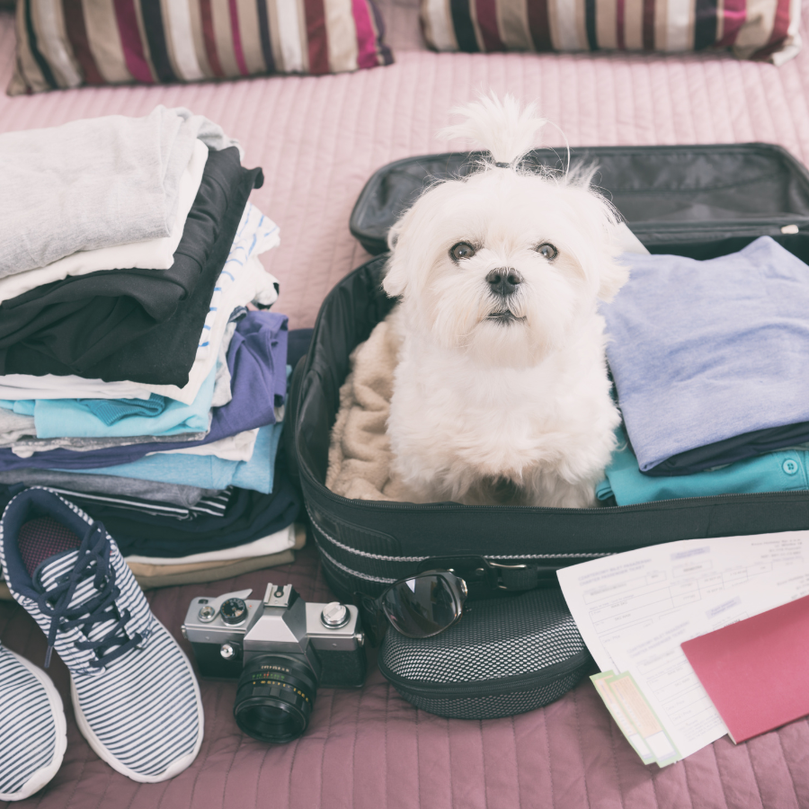 Maltipoo sitting in a suitcase