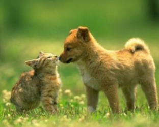 Kitten & puppy nose to nose