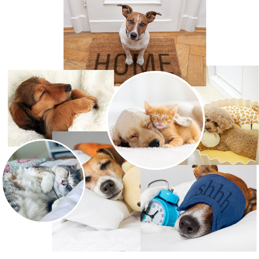 Collage of sleeping dogs & cats
