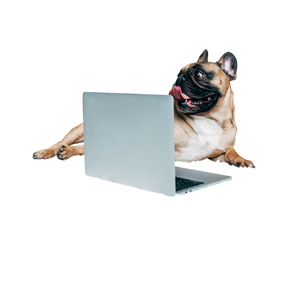 bulldog in front of a computer