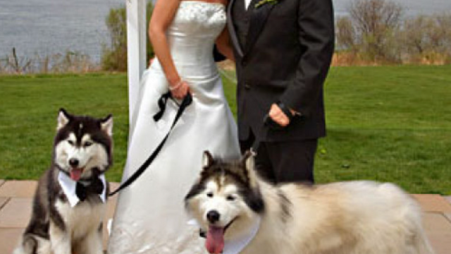 Wedding Pet Care