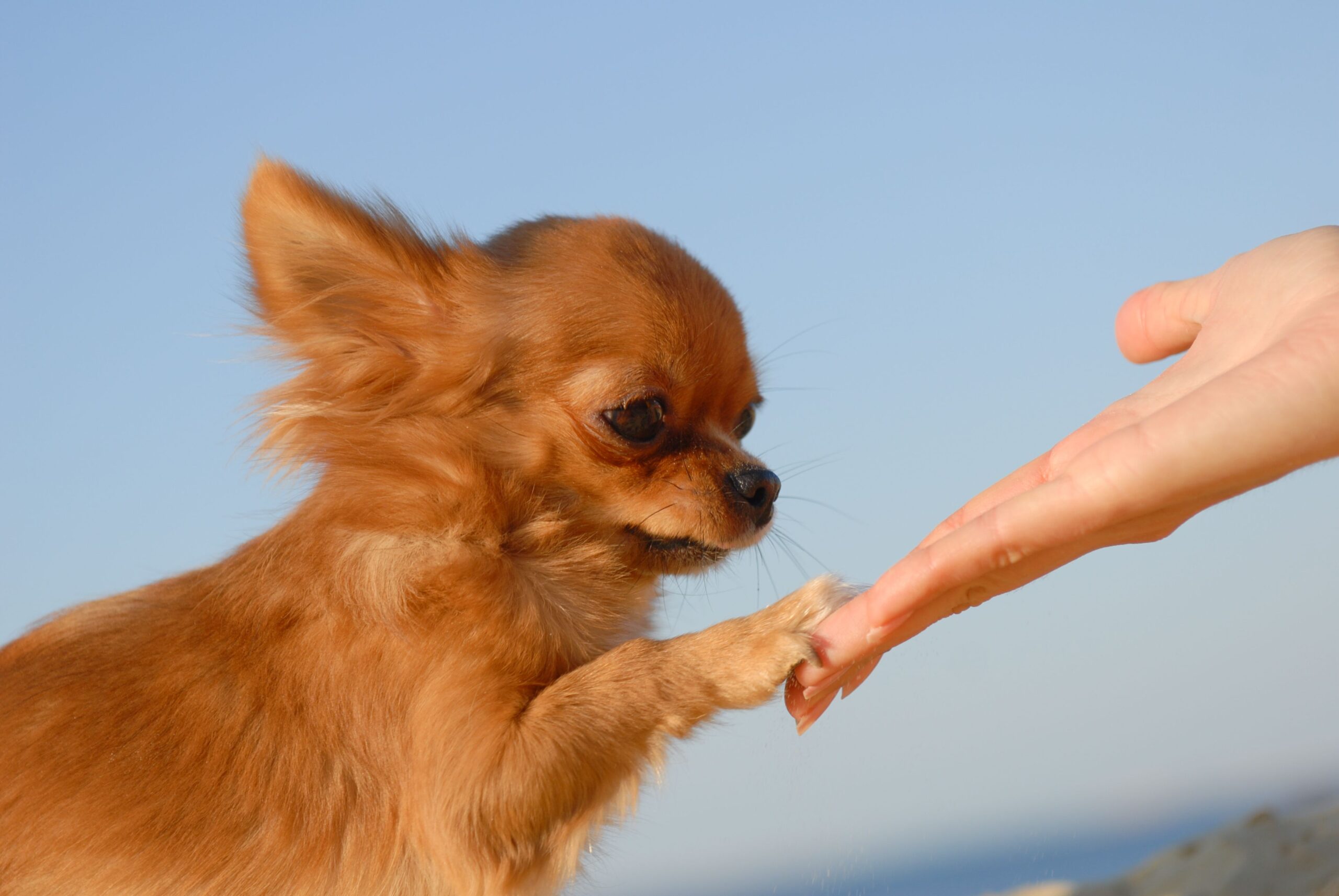 Chihuahua pawing a hand
